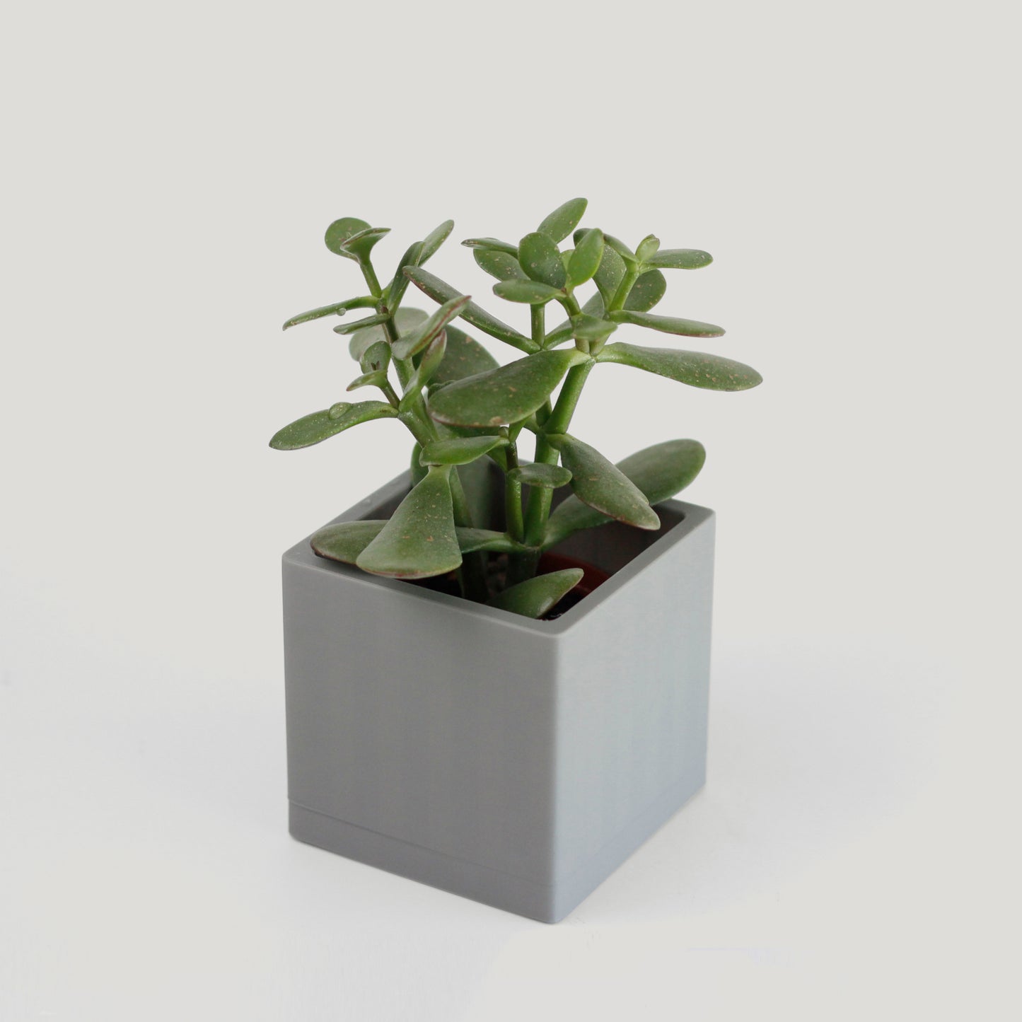 Square Planter - basic